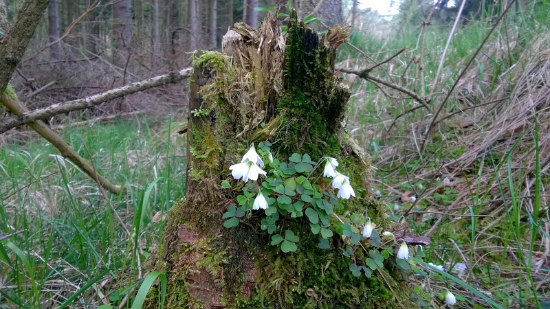 root, beauty in nature, day, vulnerability, bark, nature, focus on foreground, tranquility, freshness, moss, white, land, flowering plant, tree trunk, tree