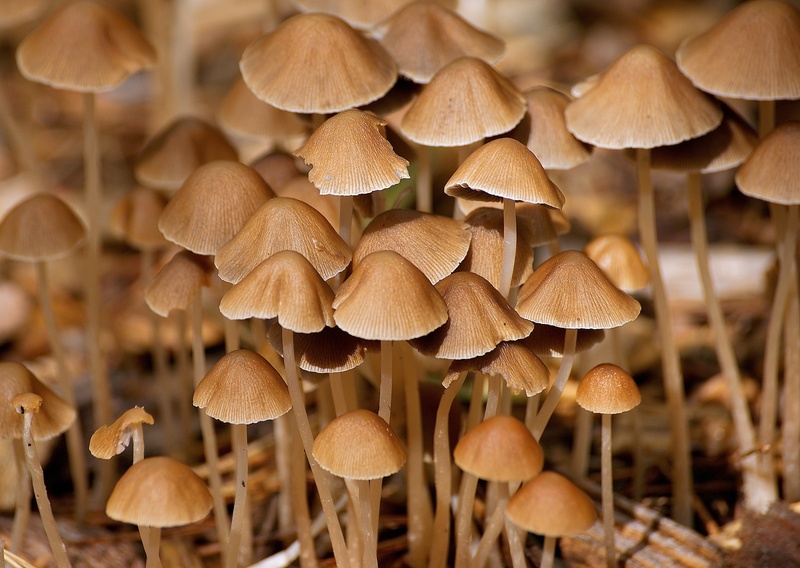 toadstool, tree, 4K, fungal species unknown, no people, forest mushroom, fragility, edible mushroom, forest, abundance, nature, moist, vulnerability, mushrooms