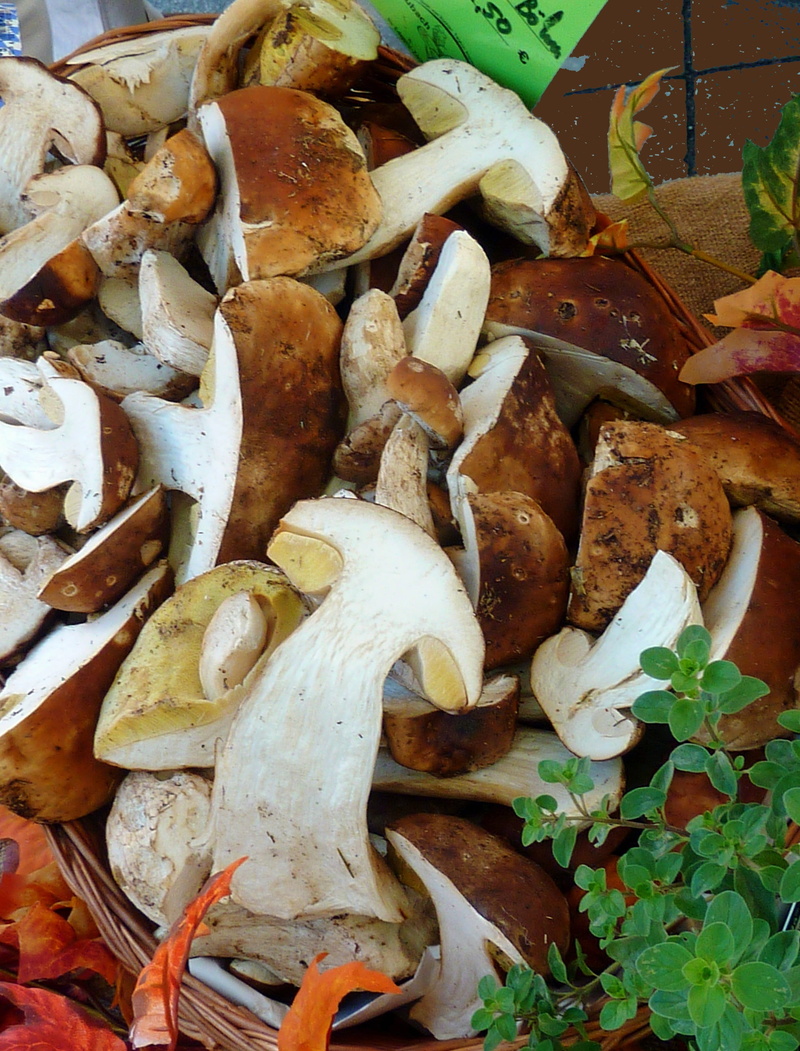 day, high angle view, indoors, no people, choice, fungal species, autumn, plant, mushroom, mushrooms, wellbeing, food and drink, food, forest, fungus, morsch