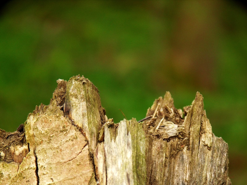 close-up, day, log, morsch, dead tree, forest, rotten, plant, outdoors, nature, no people, textured, 2K, land, trunk, wood, deforestation, wood - material