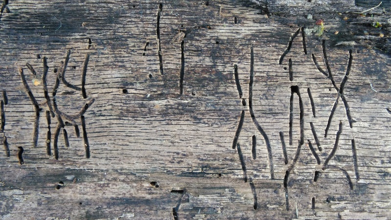 log, trunk, old, backgrounds, morsch, dead plant, rough, cracked, textured, grain, structure, full frame, sunlight, no people, dry wood, wood worm, architecture