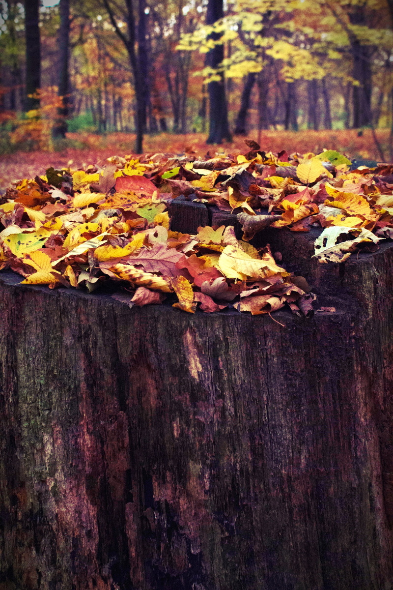 plant, weathered, autumn, food, tree, plant part, leaves, change, trunk, leaf, log, tree trunk, bark, beauty in nature, outdoors, no people, old, nature