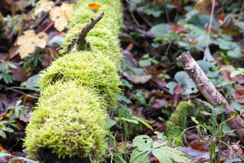 withers, growth, no people, nature, vegetable, green, log, food and drink, weathered, 5K, close-up, tranquility, beauty in nature, moss, food, outdoors