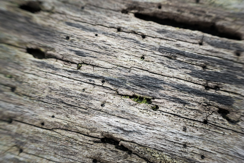 cracked, full frame, morsch, injury, wood, nature, outdoors, old, bark, backgrounds, close-up, pattern, tree, textured, wood - material, log, nail, 5K