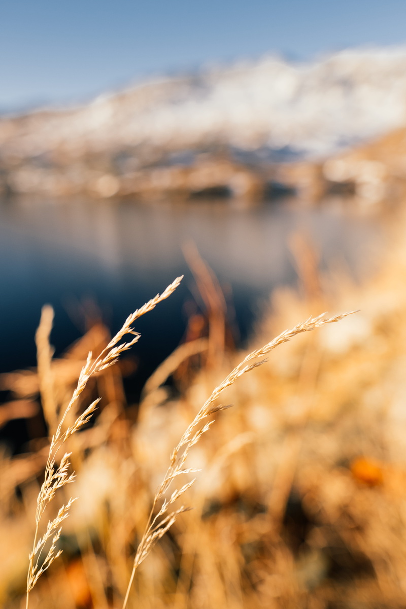rural scene, sky, close-up, day, grimsel, plant, landscape, alps, growth, stalk, switzerland, beauty in nature, obergoms, no people, corn, autumn, focus on foreground