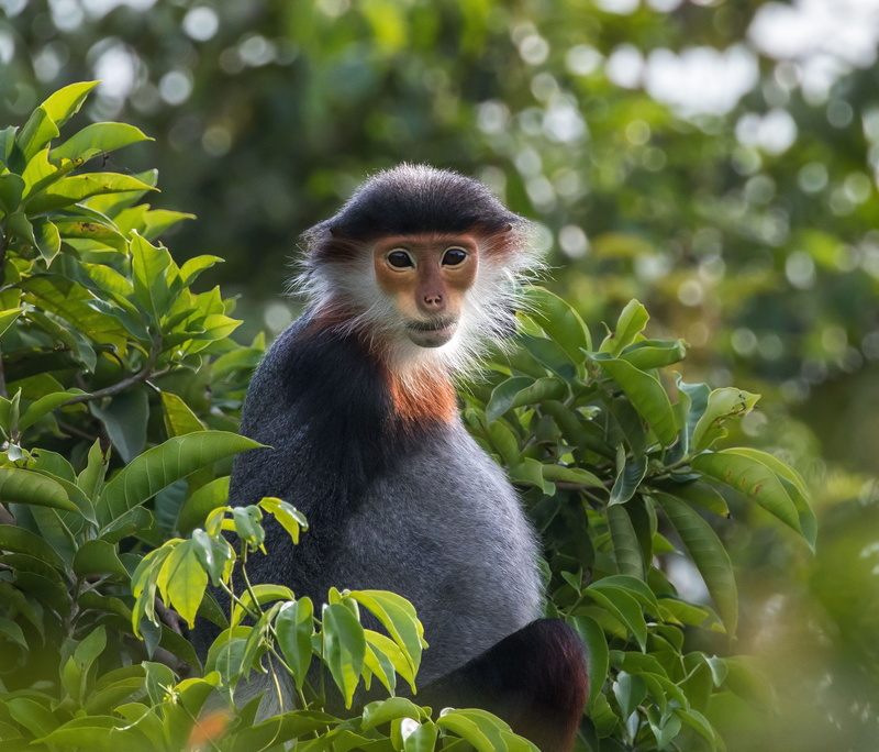 focus, shallow, 2K, portrait, danang, one animal, animal, tree, nature, day, photography, son tra peninsula, animal wildlife, focus on foreground, outdoors