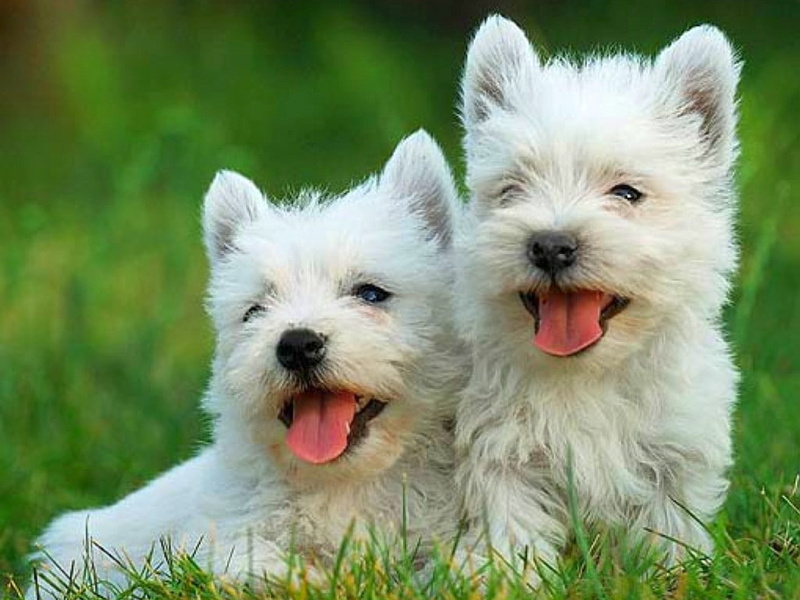 highland, hd, west highland white, 480P, animals, dogs, art, west, Cool, white