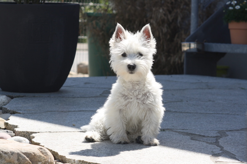 one animal, white color, nature, 4K, west highland white terrier, no people, canine, day, domestic animals, west-highland-terrier, mammal, animal, domestic