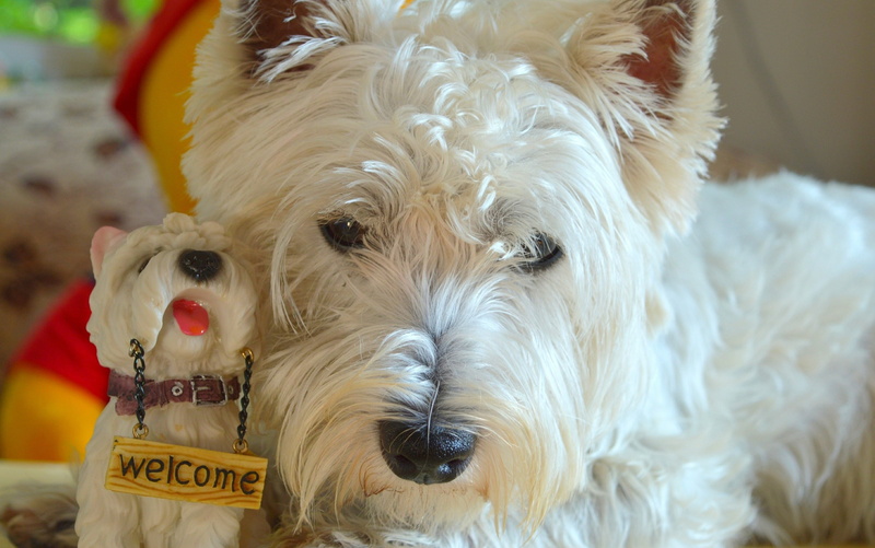 The West highland white Terrier, 2K, Dog