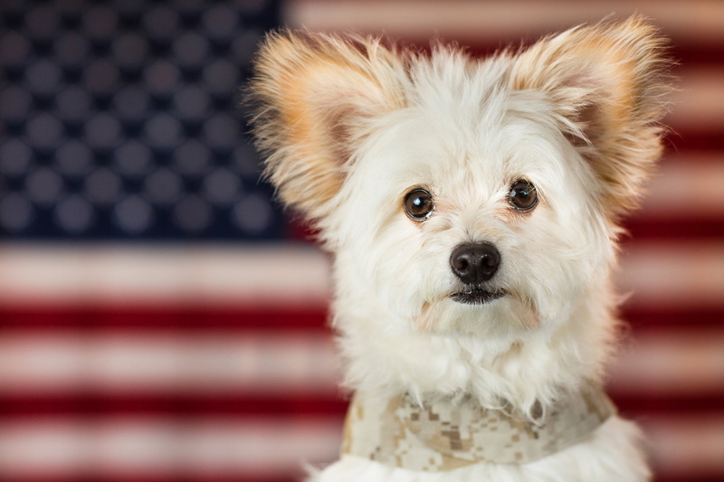 close-up, maltese, canine, lap dog, animals And Pets, friendship, purebred Dog, young Animal, mammal, sitting, fur, dogs, west highland white terrier, looking At Camera