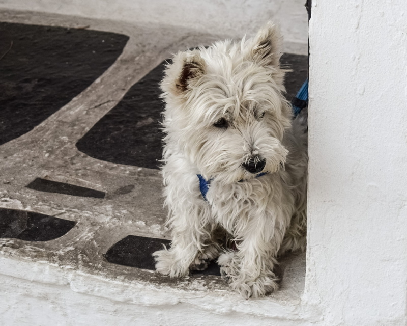 funny, greece, white color, animal, looking at camera, vertebrate, pet, day, highland, one animal, west, cute, adorable, high angle view, young, canine