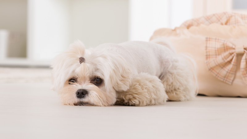 looking at camera, domestic animals, cute, one animal, 8K, lying down, white color, west highland white terrier, furniture, no people, dog, relaxation