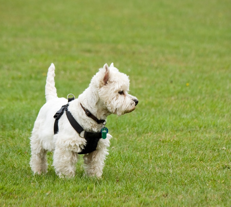 green, west highland white terrier, terrier, cute, west highland terrier, pet collar, breed, running, collar, animal themes, white, green color, animal