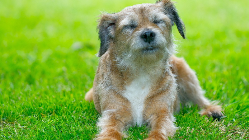 field, green color, purebred dog, domestic animals, cute border terrier dog picture, nature, domestic, puppy, small, grass, plant, dog, 2K, lap dog, shih tzu