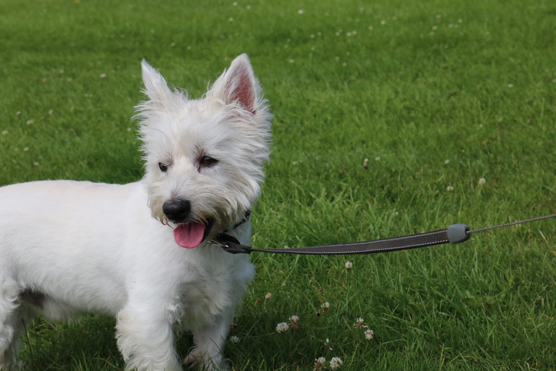domestic animals, mammal, outdoors, field, pomeranian, west highland white terrier, day, animal themes, westie, highland, mouth open, green color, land