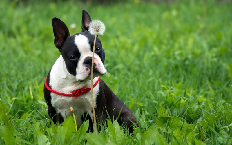 terrier, dandelion, boston terrier, 2K, nature, boston, grass, dog