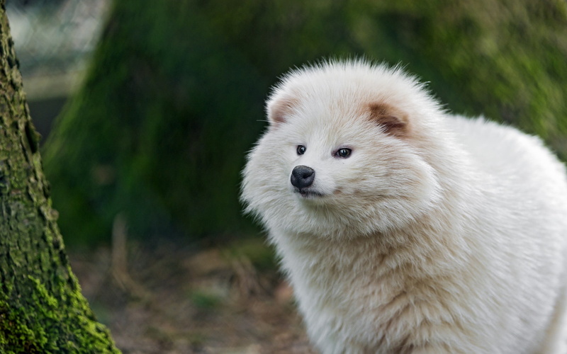 no people, animal themes, coated, animal head, animal body part, focus on foreground, looking at camera, long, blurred, white, day, one animal, close-up