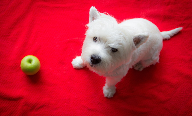 The West highland white Terrier, 5K, dog, Apple, look