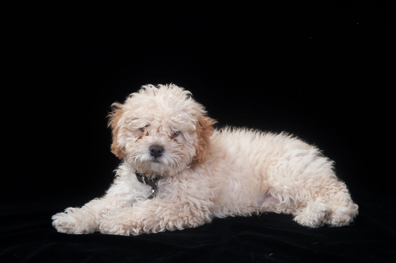 Pet, canine, west highland white terrier, indoors, lap dog, one animal, 4K, portrait, pets, mammal, domestic, soft, domestic animals, terrier, purebred dog