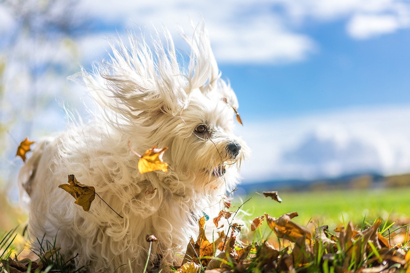 plant, The Havanese, terrier, hair, west highland white terrier, domestic animals, small, the wind, animal themes, leaves, day, animal, shaggy, autumn