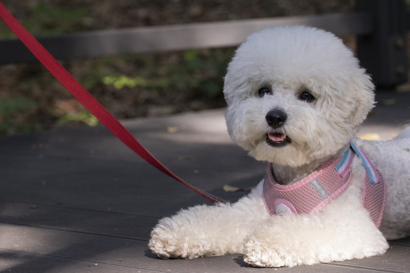 cute, west highland white terrier, puppy, domestic, it was great to see um, consensus, animal, pet, tabitha, leash, pet leash, park, looking at camera