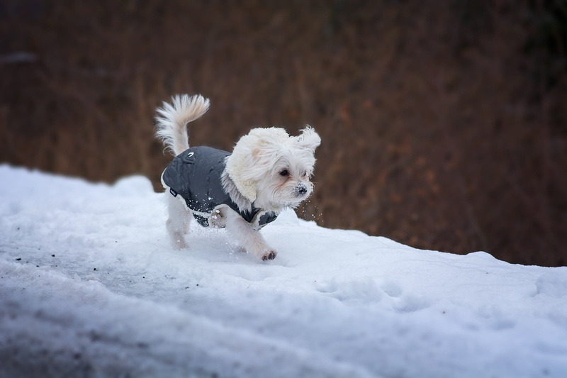 domestic animals, walking, animal hair, pets, cold temperature, west highland white terrier, dog clothing, hair, mammal, out, young dog, snow, shih tzu