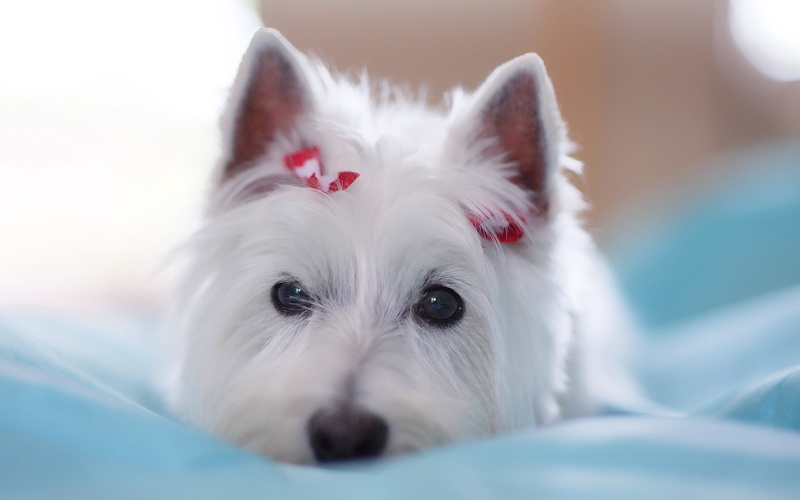 canine, 1080P, animal themes, domestic Animals, white color, pets, indoors, long, mammal, no People, lying Down, animal, looking, domestic, cute, portrait