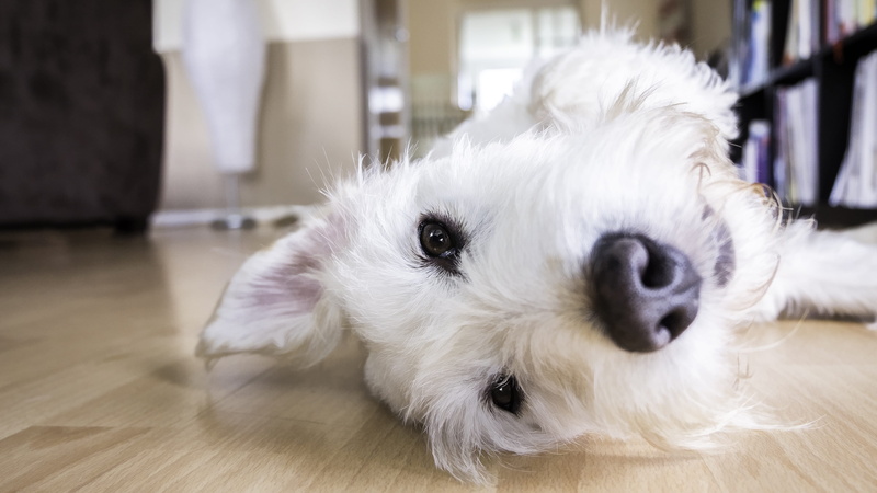 animal eye, dog, one animal, hair, pets, domestic, pet, mammal, canine, flooring, portrait, animal, white color, hairstyle, hardwood floor, house, home