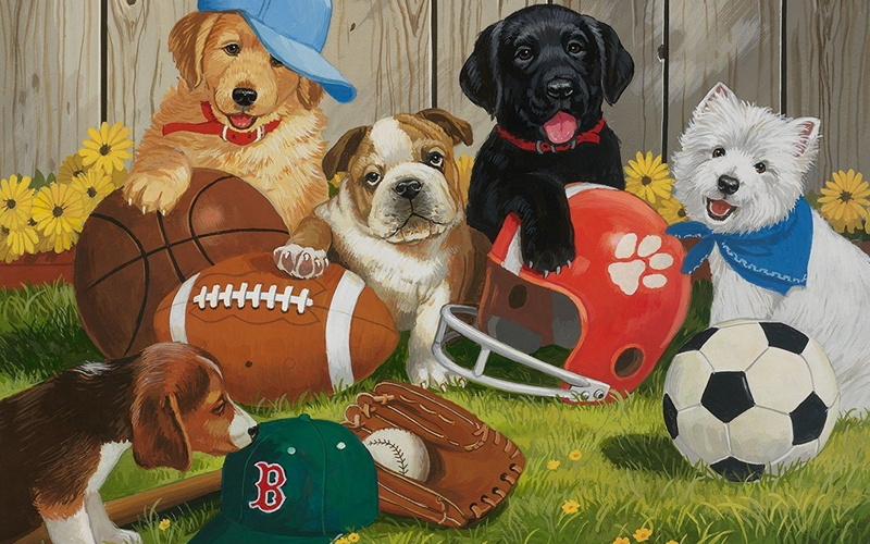 Hat, Dog, Dogs, Helmet, Ball, 1080P, Bulldog, Labrador Retriever, Golden Retriever, West Highland White Terrier