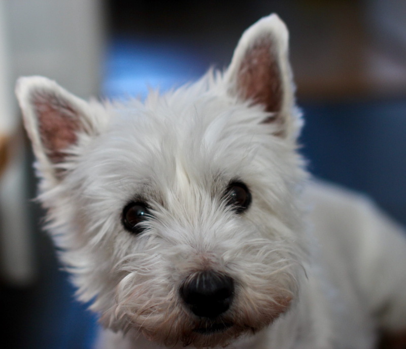white color, portrait, focus on foreground, photography, domestic, breed, dog, west highland, hair, canine, pedigree, whisker, 1080P, pup, highland, domestic animals
