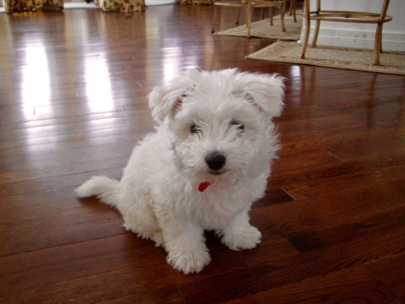2K, domestic animals, west highland white terrier, animal themes, white color, mammal, swanton, flooring, wood, portrait, dog, domestic, looking at camera
