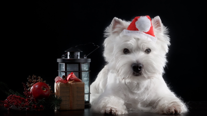 christmas ornament, domestic, cute, white color, 2K, mammal, caine, domestic animals, :-), indoors, studio shot, santa, christmas, one animal, black, hat