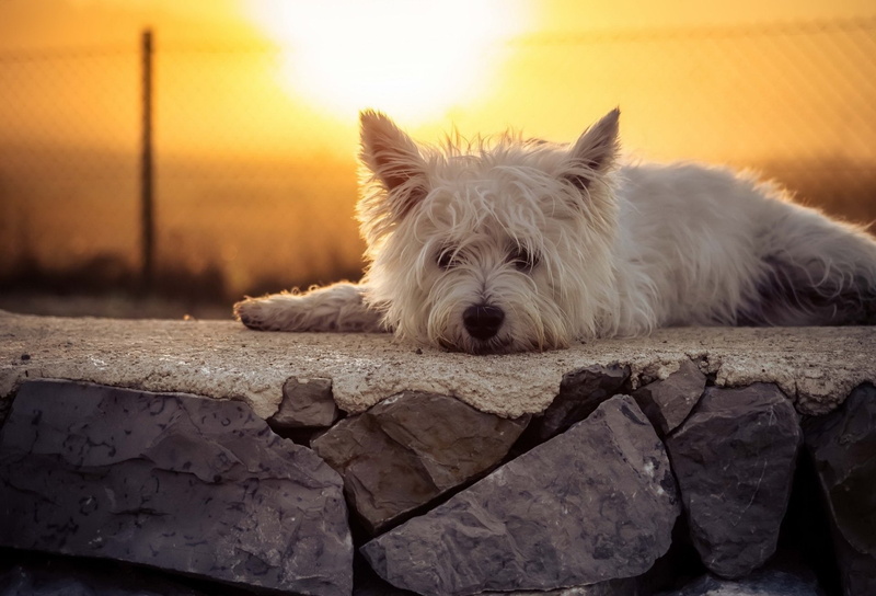 Terrier, Dogs, Sunset, West Highland White Terrier, 1080P, Lying Down, Dog