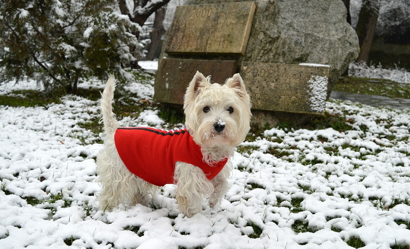 2K, Dog, Snow, The West highland white Terrier, Winter