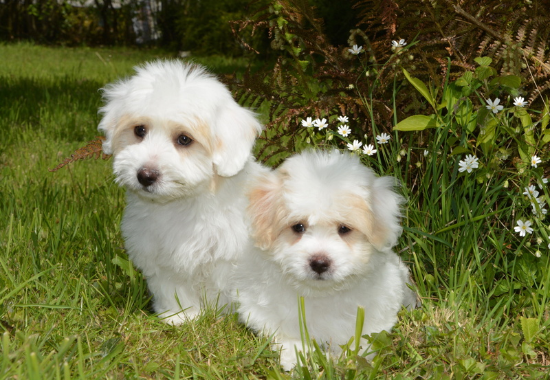 puppies, young animal, white fur, domestic, plant, west highland white terrier, domestic animal, portrait, 4K, puppies coton tulear, pets, domestic animals