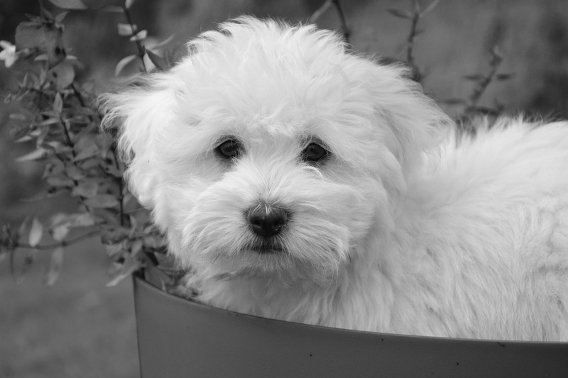cotton tulear, small, white fur, animal head, west highland white terrier, close-up, domestic animal, grayscale, focus on foreground, domestic animals