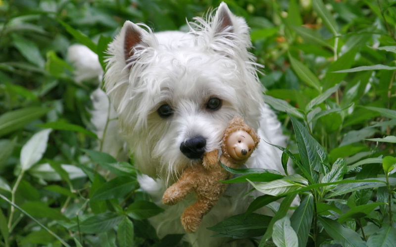Dogs, domestic animals, leaf, terrier, animal themes, 720P, domestic, West Highland White Terrier, green color, no people, plant part, nature, plant, one animal