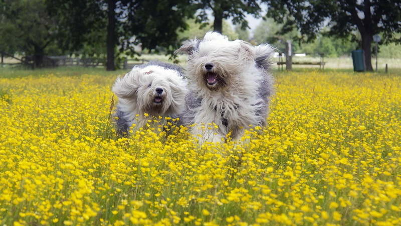 animal themes, one animal, land, puppy, yellow, day, west highland white terrier, Friendly, field, dog, cute, pets, canine, flowering plant, nature, flower
