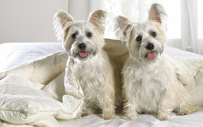 Dog, West Highland White Terrier, Dogs, 1080P