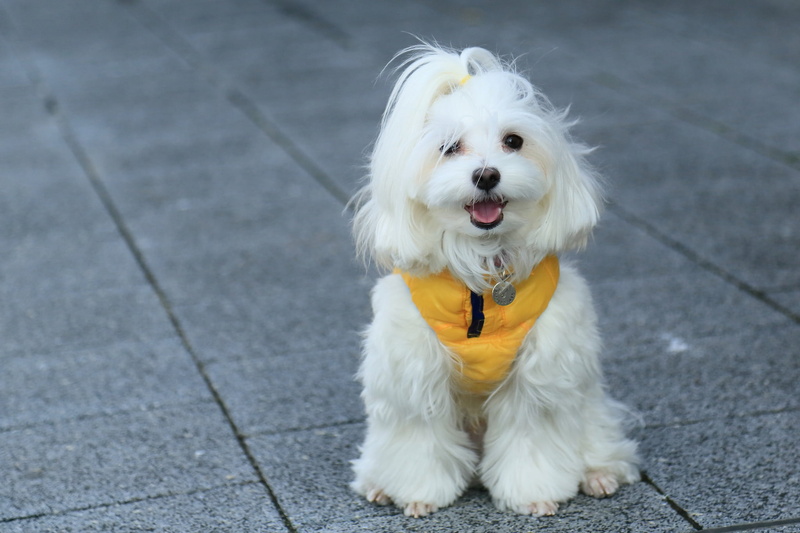 domestic animals, each, portrait, small, dog, look, white color, canine, day, one animal, looking at camera, vertebrate, outdoors, west highland white terrier