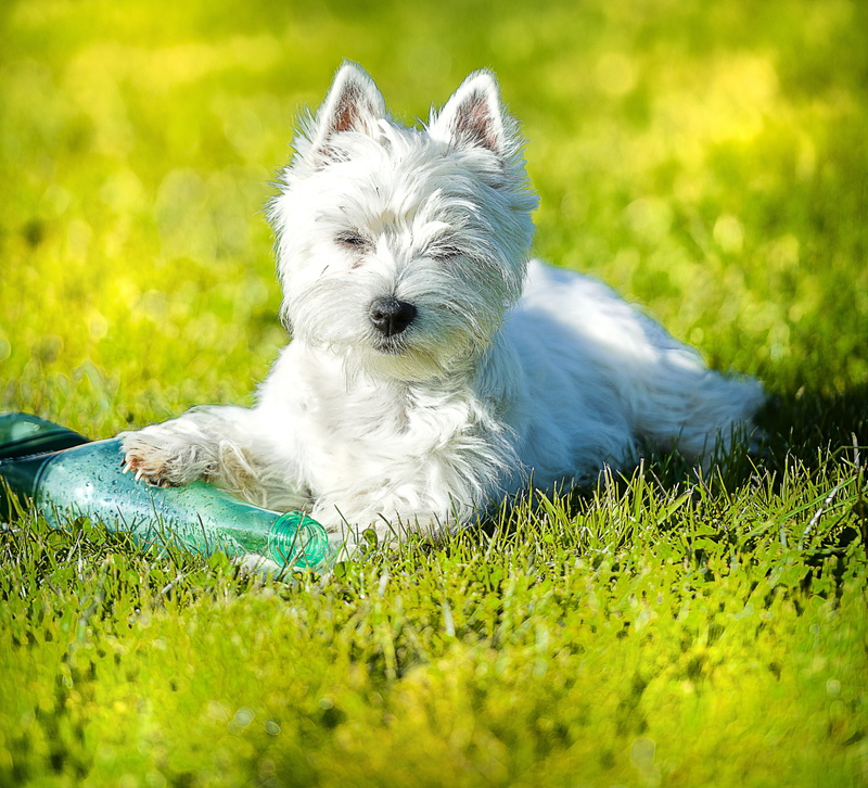 white color, mammal, white, grass, canine, dog, lying down, westie, 4K, shih tzu, one animal, no people, purebred dog, selective focus, domestic, pets