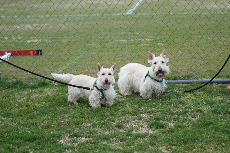 two, den, strap, coated, leash, terrier, domestic, 5K, domestic animals, ball, dog, airedale, pet, bird, purebred dog, mammal, walkway, barrier, kennel