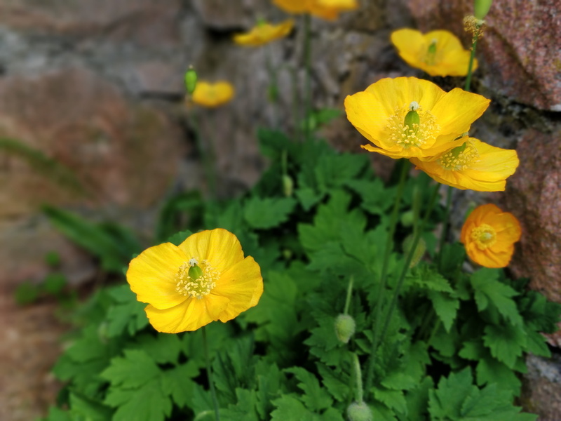 growth, outdoors, close-up, freshness, highland, plant, glencoe, a82, clachaig inn, focus on foreground, fragility, flower, pollen, leaf, flowering plant