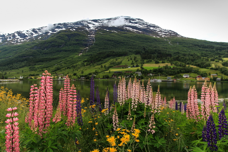 2K, shore, Bay, flowers, Olden, the fjord, Nordfjord, mountains, Lupin, Norway
