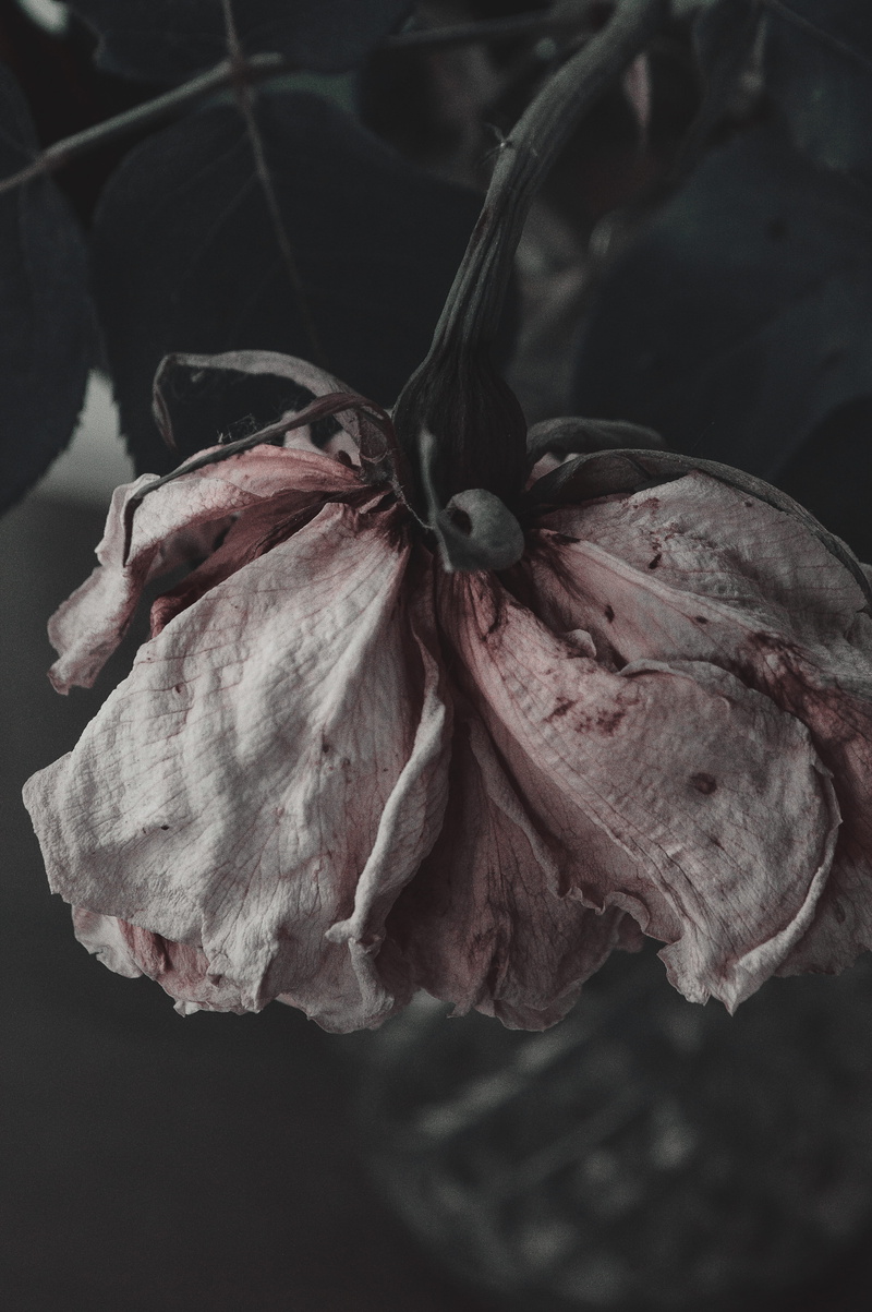 sepal, flowering plant, close-up, no people, freshness, 5K, beauty in nature, inflorescence, focus on foreground, pink, plant, petal, dried, old, wilted plant