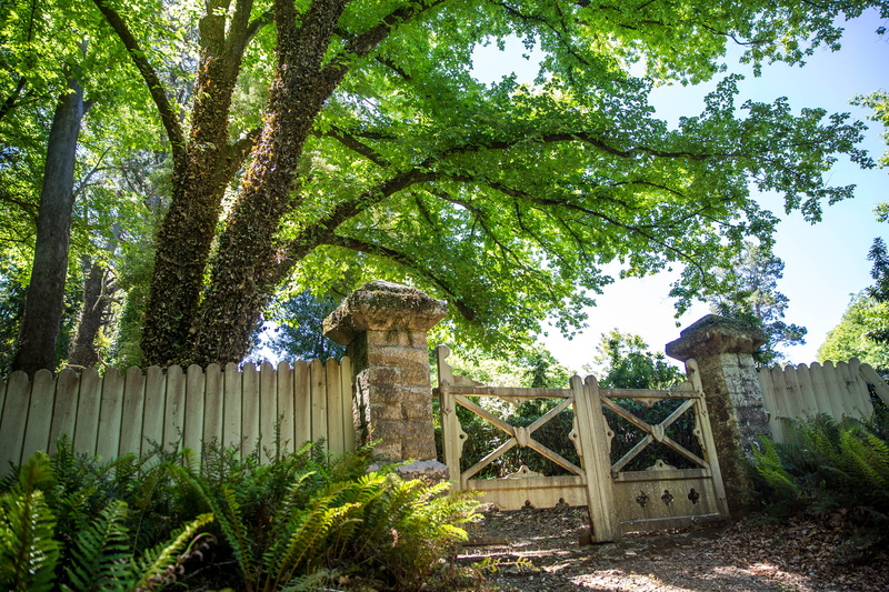 mount wilson, land, tree, no people, tree trunk, plant, greenery, winter, olden, built structure, day, growth, trunk, trees, old, lighting, architecture
