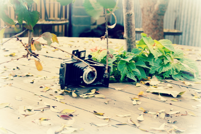 old fashioned, obsolete, olden day, plant part, photographic equipment, Camera, digital camera, indoors, equipment, technology, still life, 2K, camera - photographic equipment