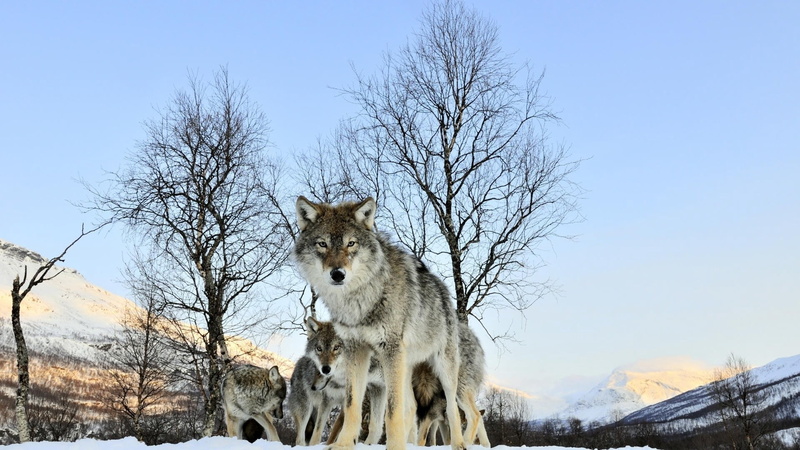 one Animal, pack of wolves, animal, animal Themes, wildlife, mammal, carnivore, mountain, german Shepherd, wolf, vertebrate, forest, 1080P, czechoslovakian Wolfdog