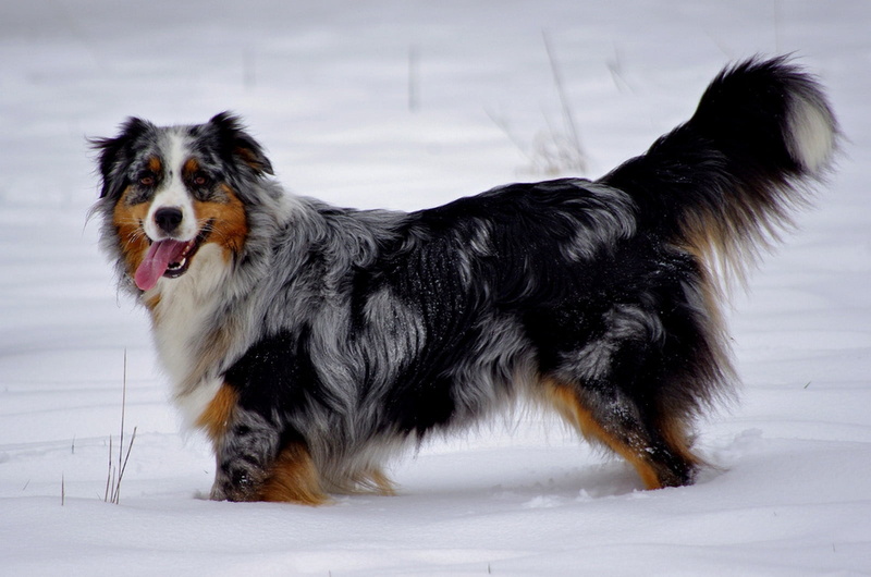 nature, domestic, border Collie, collie, white, pets, bernese Mountain Dog, young Animal, australian shepherd, adult, australian, mammal, waiting, side view