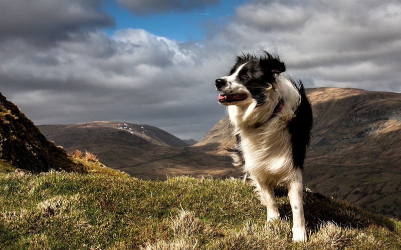 dog, pets, no People, black Color, land, border Collie, one Animal, nature, looking, long, field, coated, summer, collie, vertebrate, cloud - sky, day
